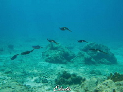 I was veen watched... Group of squids. by Eduard Bello 